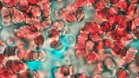 microscopic view of human blood cells