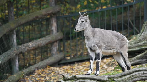 Bharal-Steht-Auf-Einem-Umgestürzten-Baum