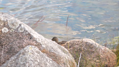 mallard ducks swimming along a rocky shoreline searching for food