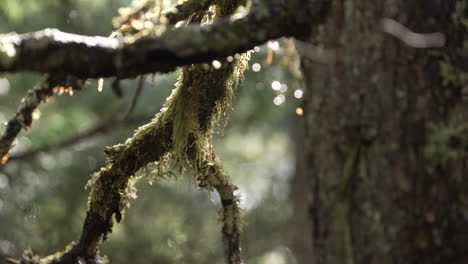 Gotas-De-Lluvia-En-La-Rama-Cubierta-De-Musgo-Del-árbol-En-El-Bosque