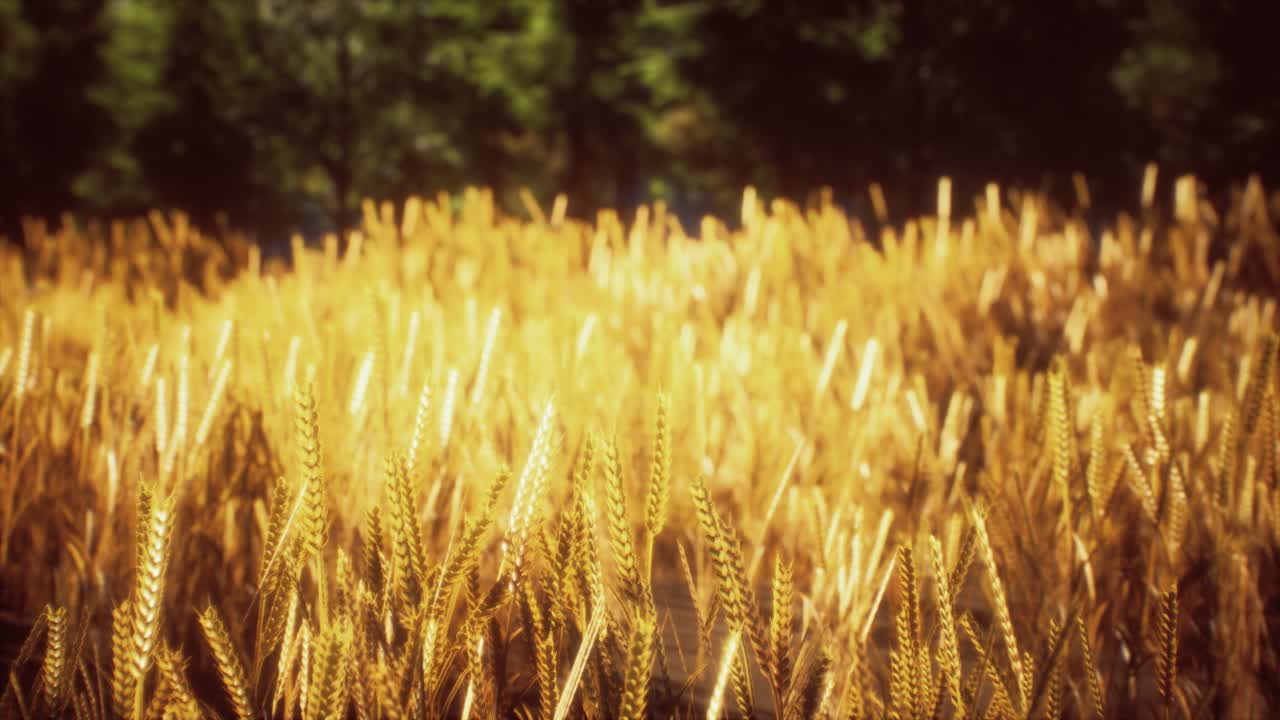 escena de puesta o salida del sol en el campo con centeno joven o trigo en el verano