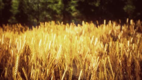 scene of sunset or sunrise on the field with young rye or wheat in the summer