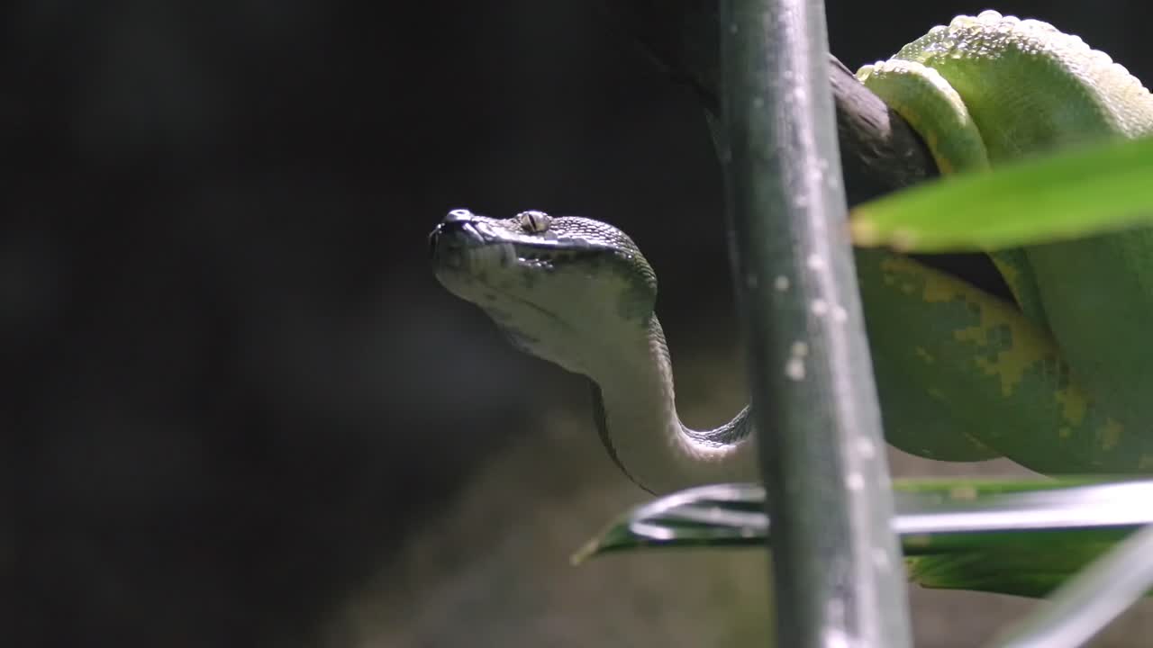 serpiente pitón de árbol verde colgando de una rama en el fondo de bokeh