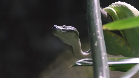 Green-Tree-Python-Snake-Hanging-On-A-Branch-In-Bokeh-Backdrop