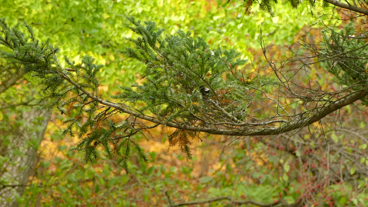 Beautiful Coloured Tree Leaves During Fall In Canada, Small Bird Flying