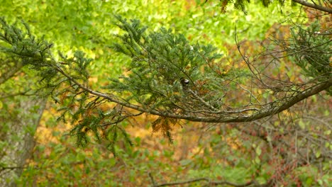 Beautiful-Coloured-Tree-Leaves-During-Fall-In-Canada,-Small-Bird-Flying