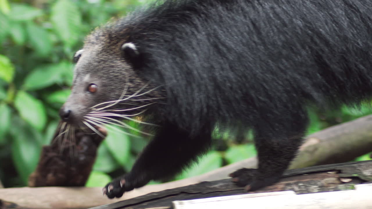 primer plano de binturong o bearcat caminando de izquierda a derecha en el registro