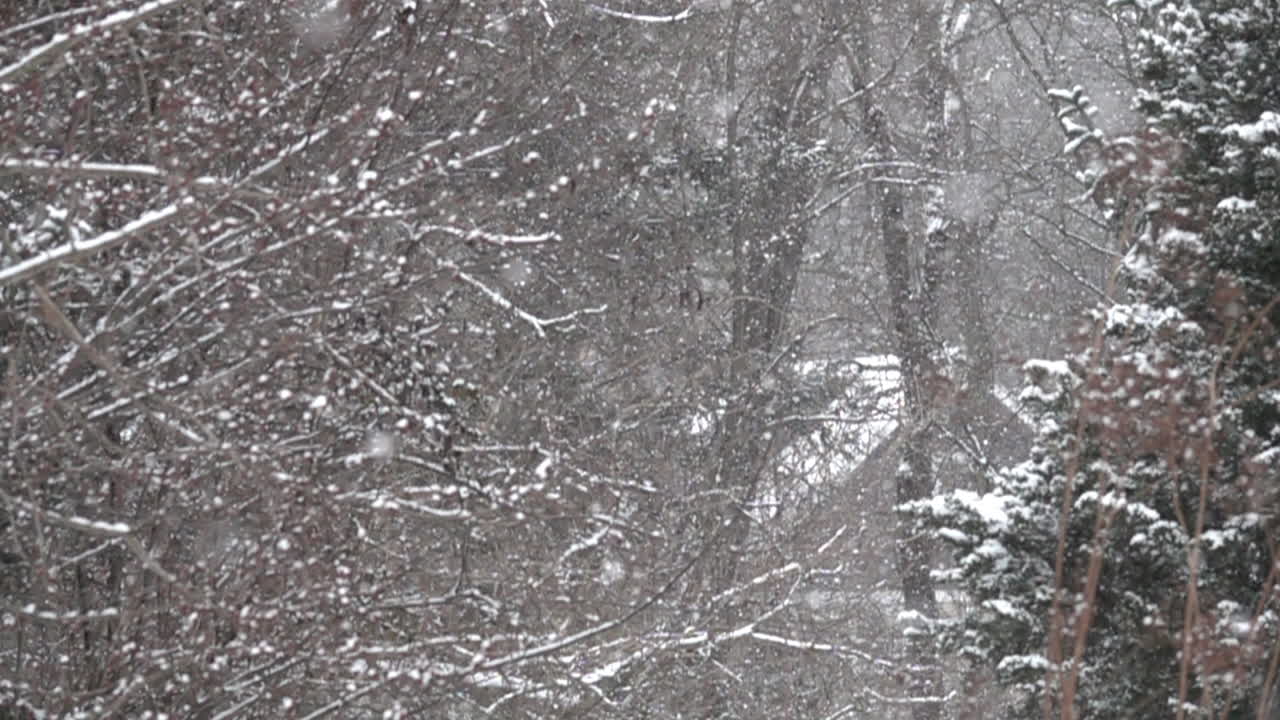 푹신한 눈이 슬로우 모션으로 부드럽게 내립니다.