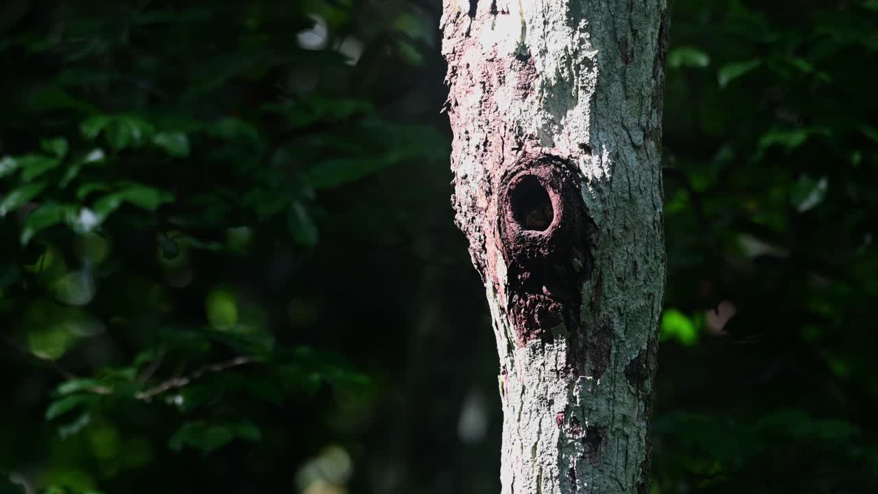 mochuelo de collar, taenioptynx brodiei, parque nacional kaeng krachan, tailandia