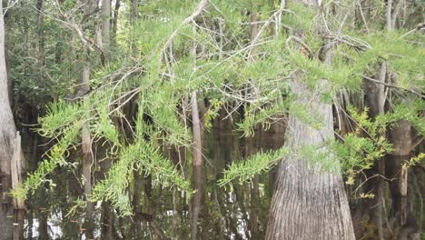 Schwimmen-Durch-Kahle-Zypressen-Auf-Einem-See-In-Florida