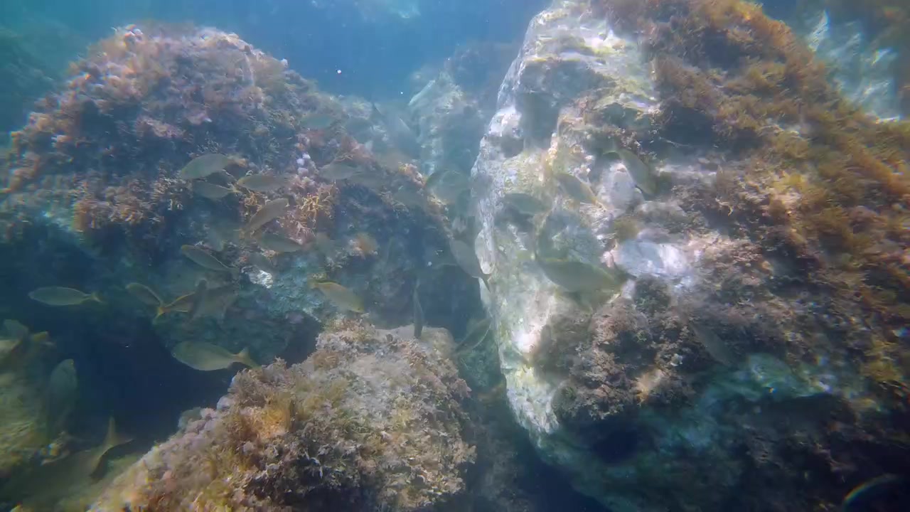 Underwater view of a rocky seabed covered with algae and sea plants, with sunlight filtering through blue Mediterranean water