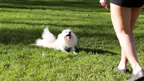 dog enjoying time in the park