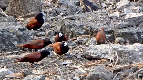 a gang of black-headed munia or chestnut munia forage for seeds and other bird food