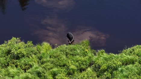 female moose standing along river shore grazing on aqautic plants