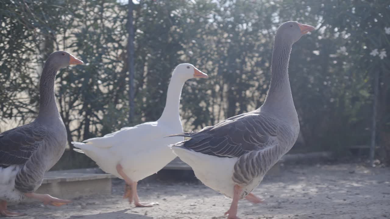 A Toulouse goose strolling outdoors, showcasing its large, elegant form. Native to southwest France, this majestic breed captivates with its gentle presence and graceful walk.