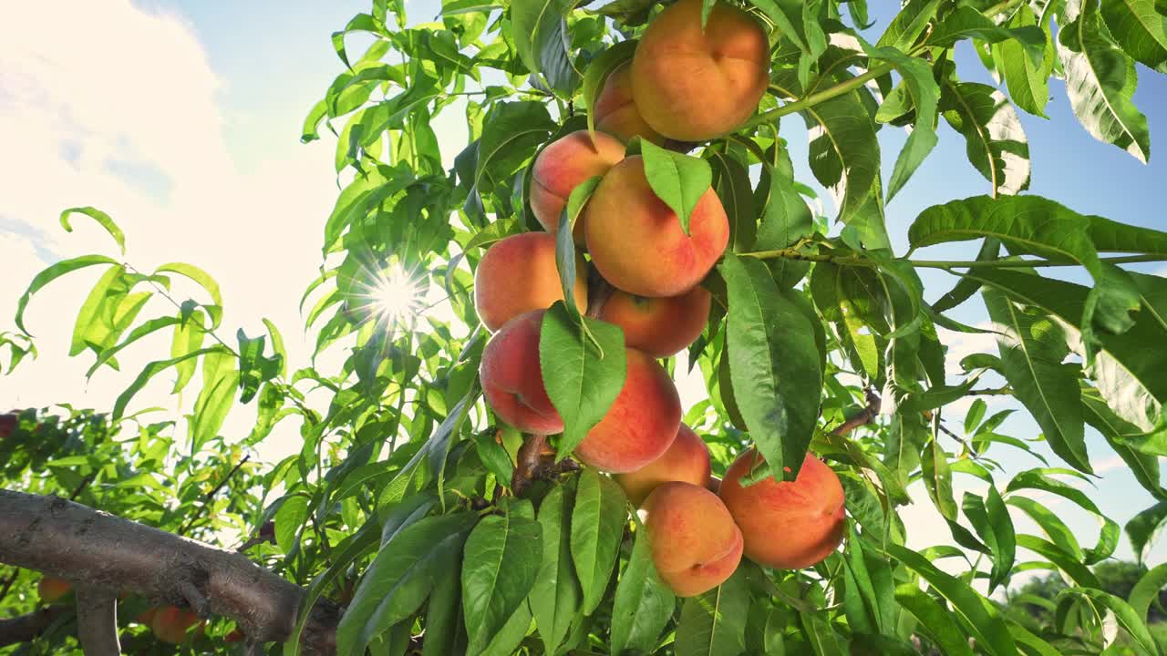 Big juicy peaches on the tree. Fabulous orchard. Fruits ripen in the sun