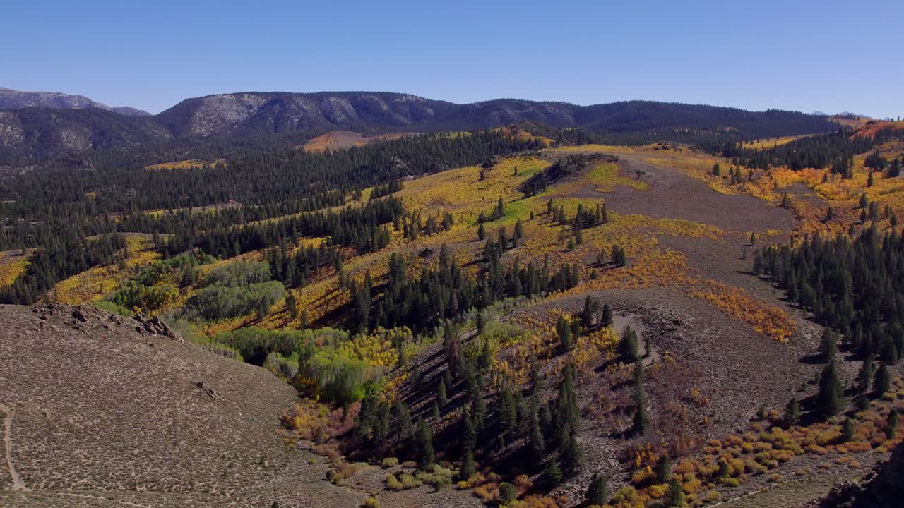 Drone Shot of Fall Colors in a Meadow in Mono County, California - Orbit left shot of changing leaves