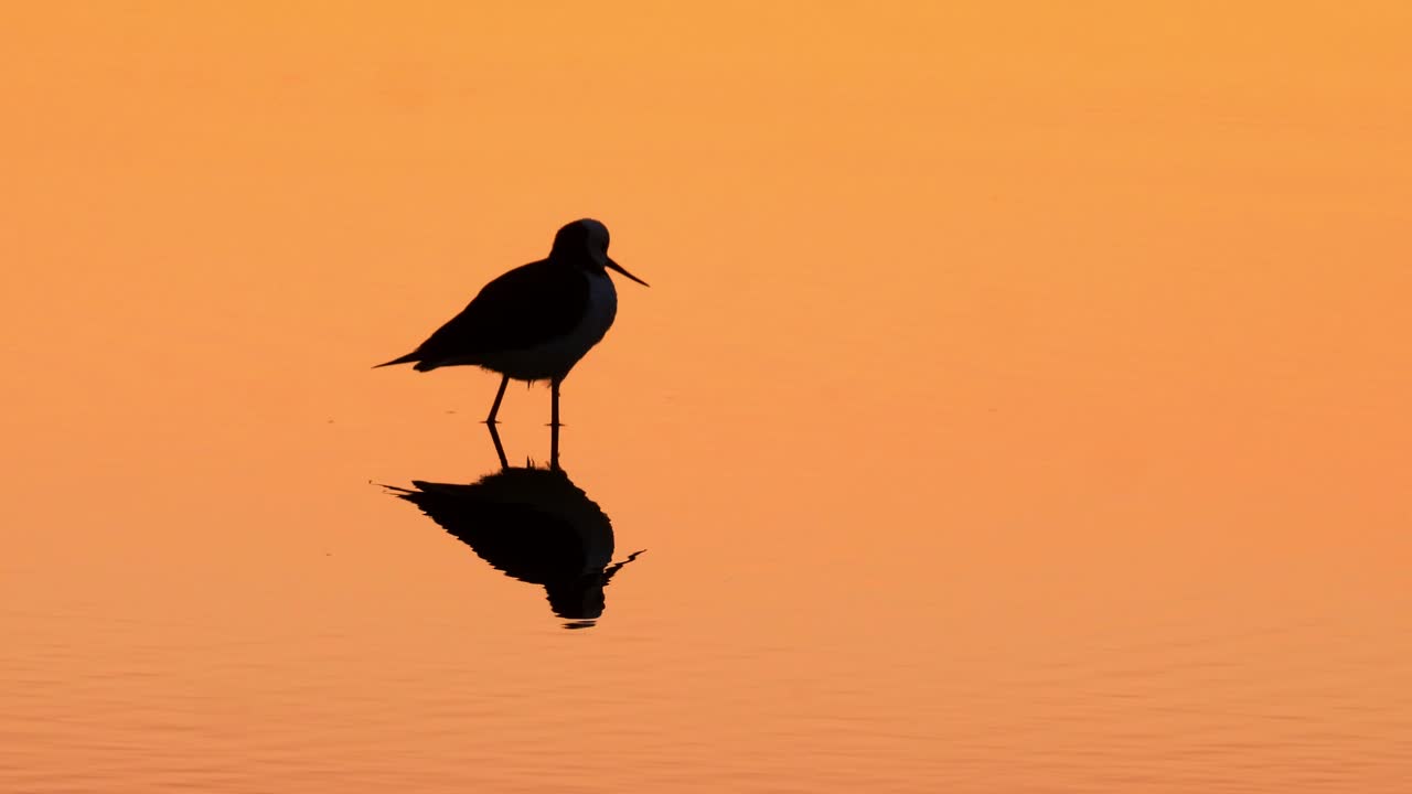 Uccello in silhouette in piedi nell'acqua arancione del tramonto con il suo riflesso, mentre vola via.