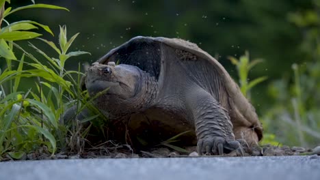 female snapping turtle laying eggs in algonquin park