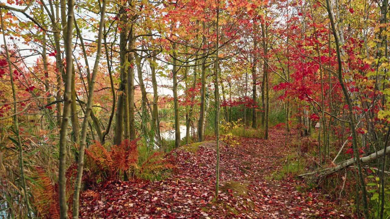 Autumn forest pathway surrounded by vibrant trees and colorful foliage, North America, Quebec, Montreal, Canada.