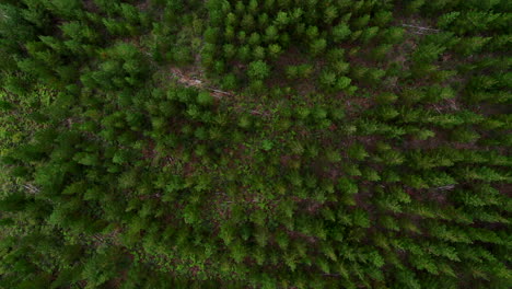 Aerial:-Birds-eye-view-drone-shot-moving-and-rotating-higher-over-a-green-forest-of-trees-in-Australia
