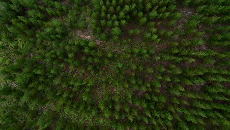 aerial: birds eye view drone shot moving and rotating higher over a green forest of trees in australia