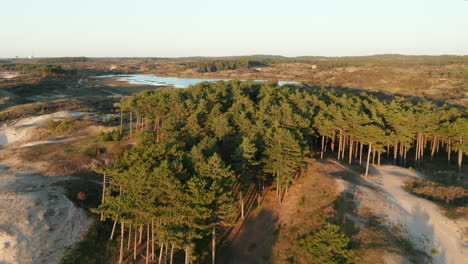 green forest at sand dunes near the vogelmeer within zuid-kennemerland national park in netherlands