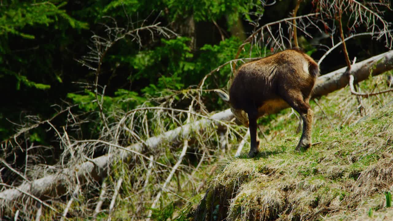 Un camoscio si erge fiero sulla cima di un prato alpino.