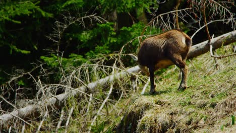 a chamois is standing proud on top of an alpine meadow