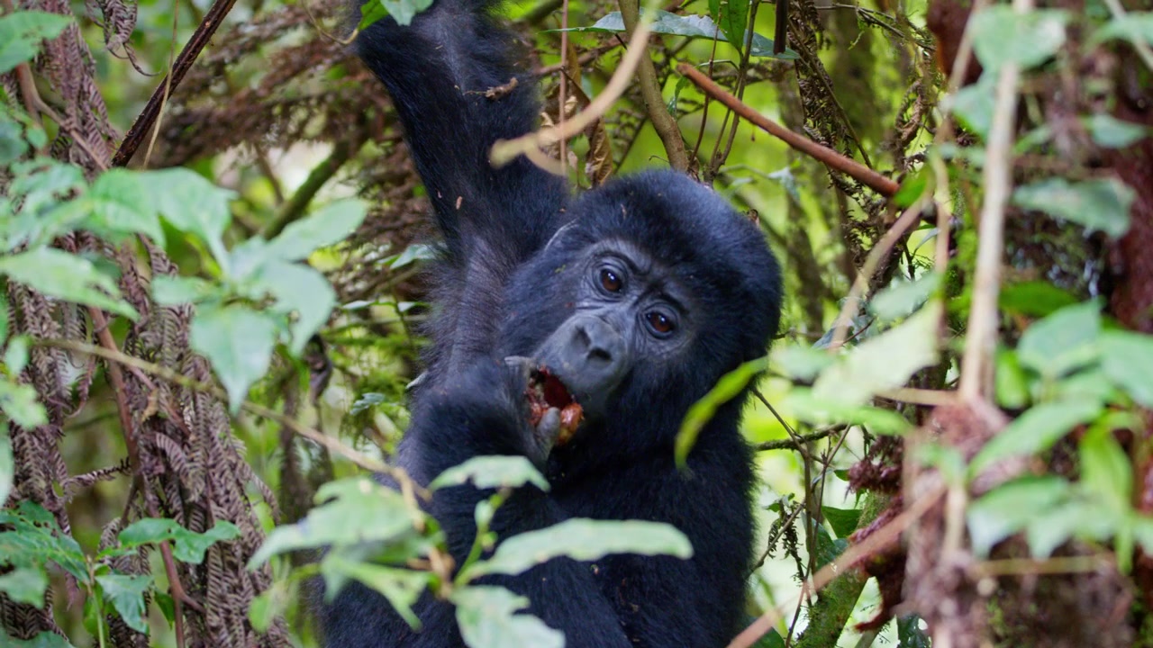 Giovane gorilla di montagna mangia vegetazione frondosa mentre si aggrappa a un ramo tra la fitta vegetazione della foresta a Bwindi, Uganda occidentale, Africa, scatto statico con teleobiettivo