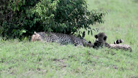 Three-cheetahs-pack-shielding-from-the-sun-under-tree-shrub-in-eastern-Kenya-Africa,-Handheld-stable-telephoto-shot