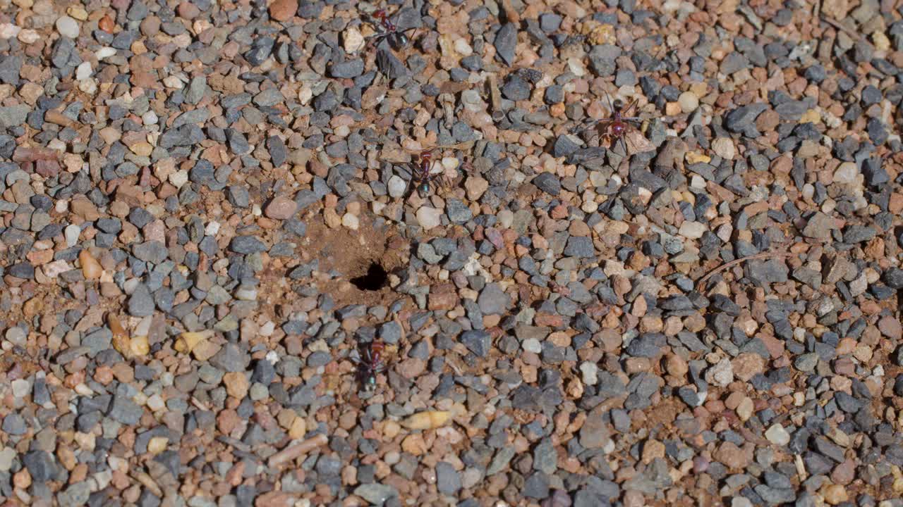Bull ant exits nest hole in gravel, close-up, natural daylight, static camera, Australian wildlife