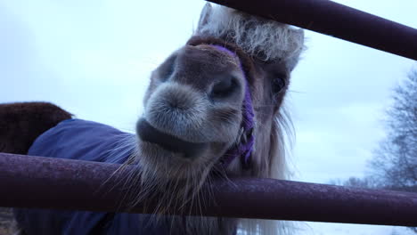 Close-up-shot-of-a-pony-poking-his-face-through-the-gate