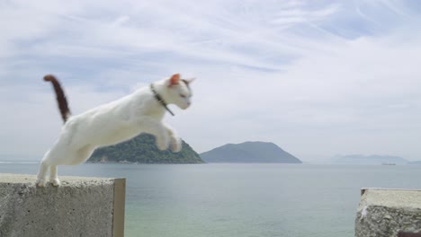 Perfect scene of white cat jumping over stone wall in front of ocean