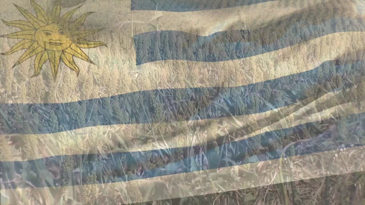 animación de la bandera de uruguay ondeando sobre el campo de trigo