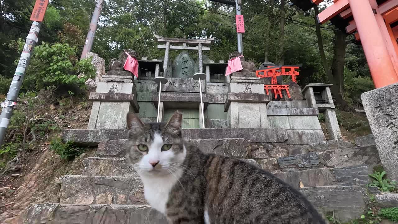 vista detrás del gato tabby en las escaleras mirando hacia el altar en el santuario fushimi inari en kyoto, japón