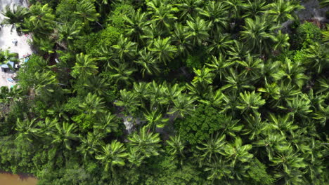 dios vista de exuberantes palmeras tropicales verdes a lo largo de la hermosa playa de saona, república dominicana, antena