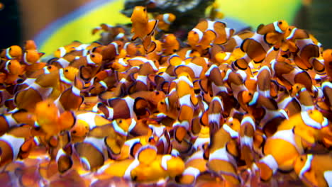 cantidad masiva de peces payaso amontonándose juntos