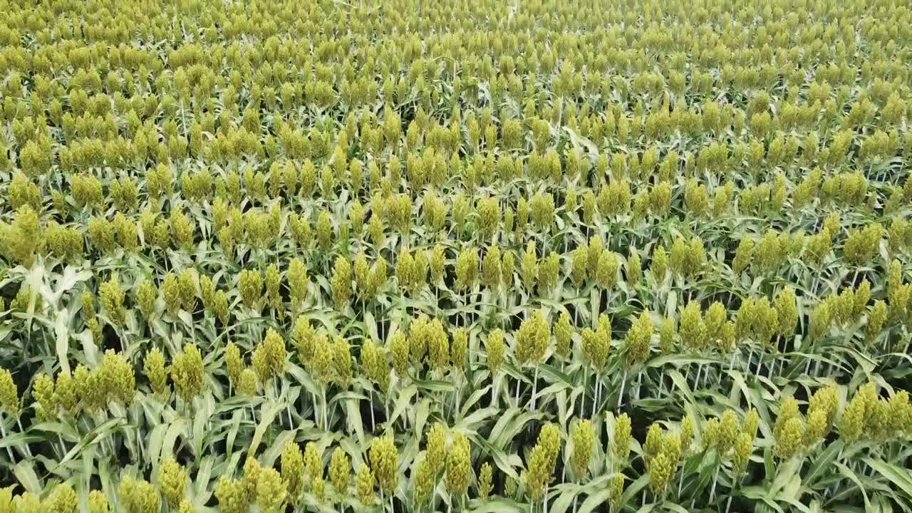 수확할 준비가 된 작물의 드론 샷