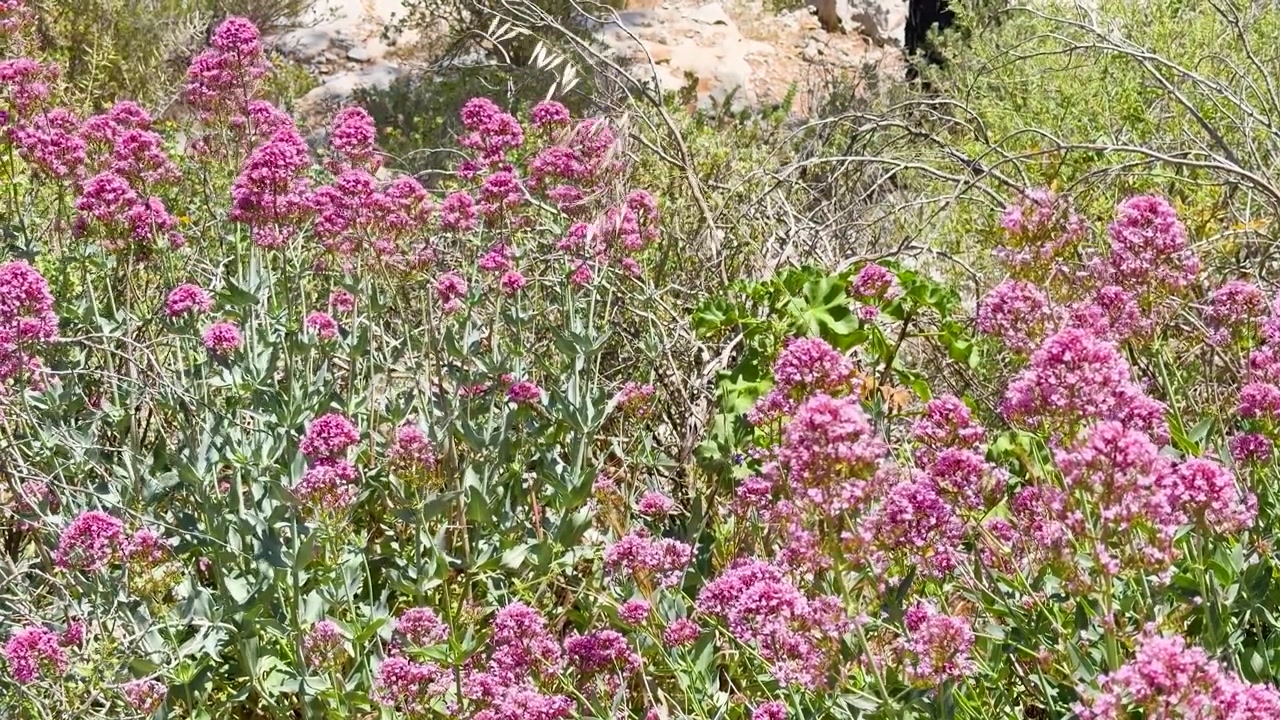 Statisk vidvinkelbild av livfulla rosa vänderotsblommor som blommar i ett soligt franskt landskap.