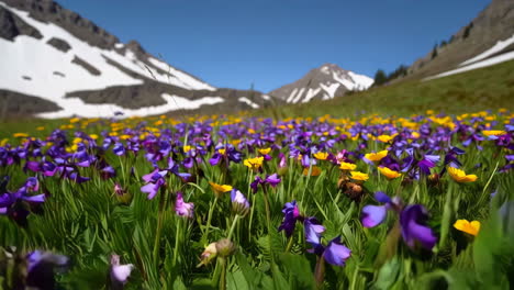 vibrant alpine wildflower meadow with snow-capped mountains
