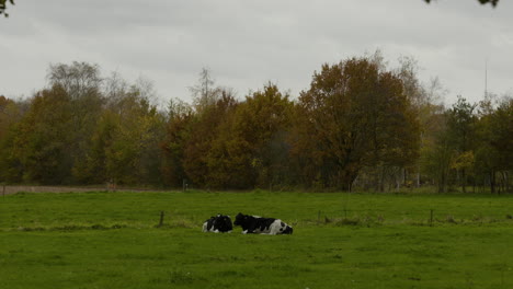 Ein-Eindruck-Der-Naturfarbszene-Im-Herbst,-Fallende-Blätter-Auf-Den-Straßen