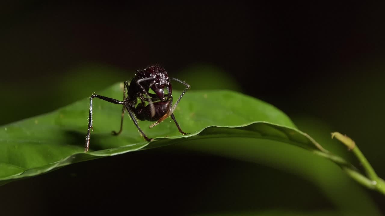 hormiga bala aislada o paraponera clavata en hoja verde por la noche
