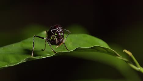 izolowana mrówka kulowa lub paraponera clavata na zielonym liściu w nocy