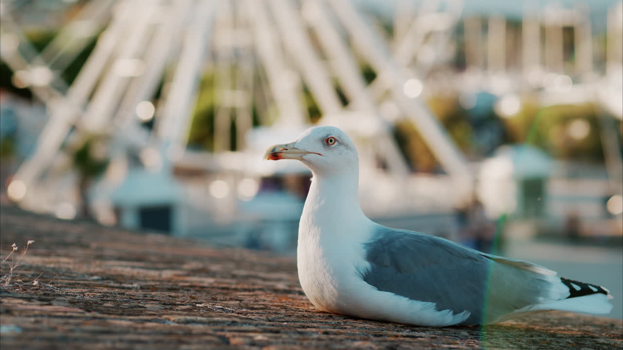 Close up of a seagull at the beach with a blurred ferris wheel on the background