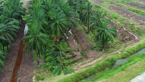 aerial view of a destructive digger excavator knocking down grove of mature palm trees, obliterate the aboveground vegetation with birds foraging for fallen crops and invertebrates in the surrounding