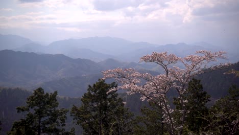 impresionante vista de la naturaleza en cámara lenta de un solo árbol de sakura rosa en la cima de la montaña