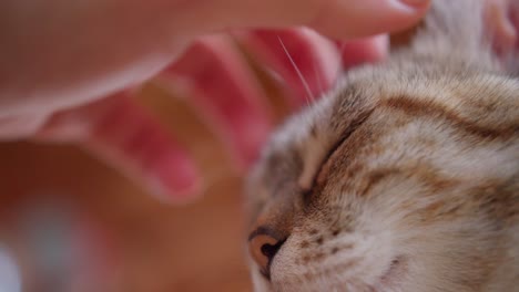 viejo gato gris y blanco acostado fuera de la casa