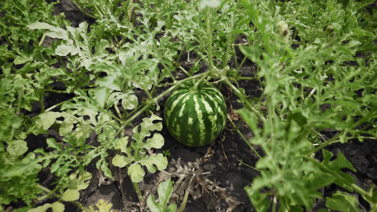 sandía en una planta en el jardín. gran bayas maduras. cosecha de sandías. tiempo de cosecha.