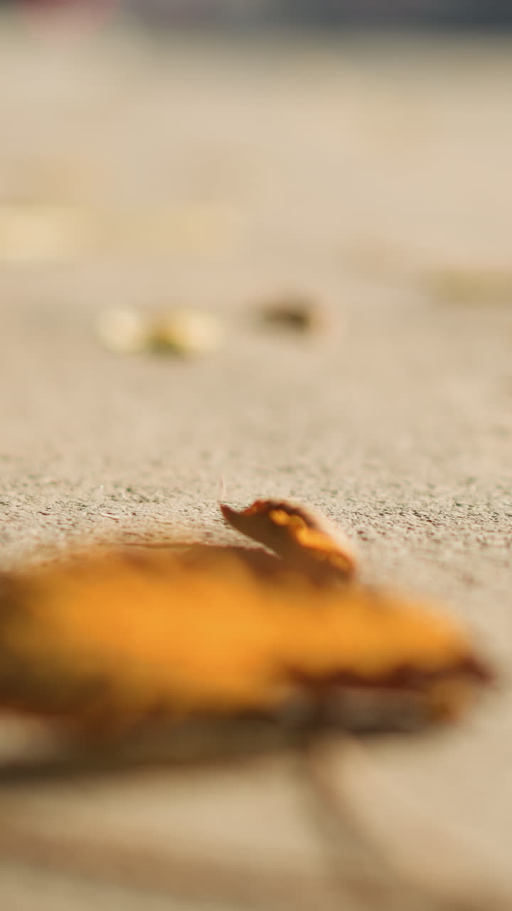 넓은 도시 포장 도로에 흩어진 나뭇잎, 멀리 보이는 교통 체증 보케 및 미등 점, 얕은 심도 변화, 콘크리트 위에 흩뿌려진 가을, 바람 부는 오후의 분위기, 영화 같은 따뜻한 빛, 계절